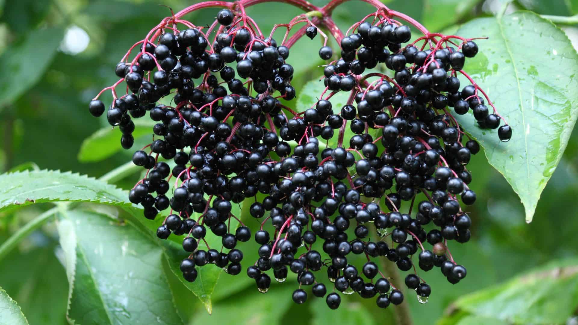 Elderberries