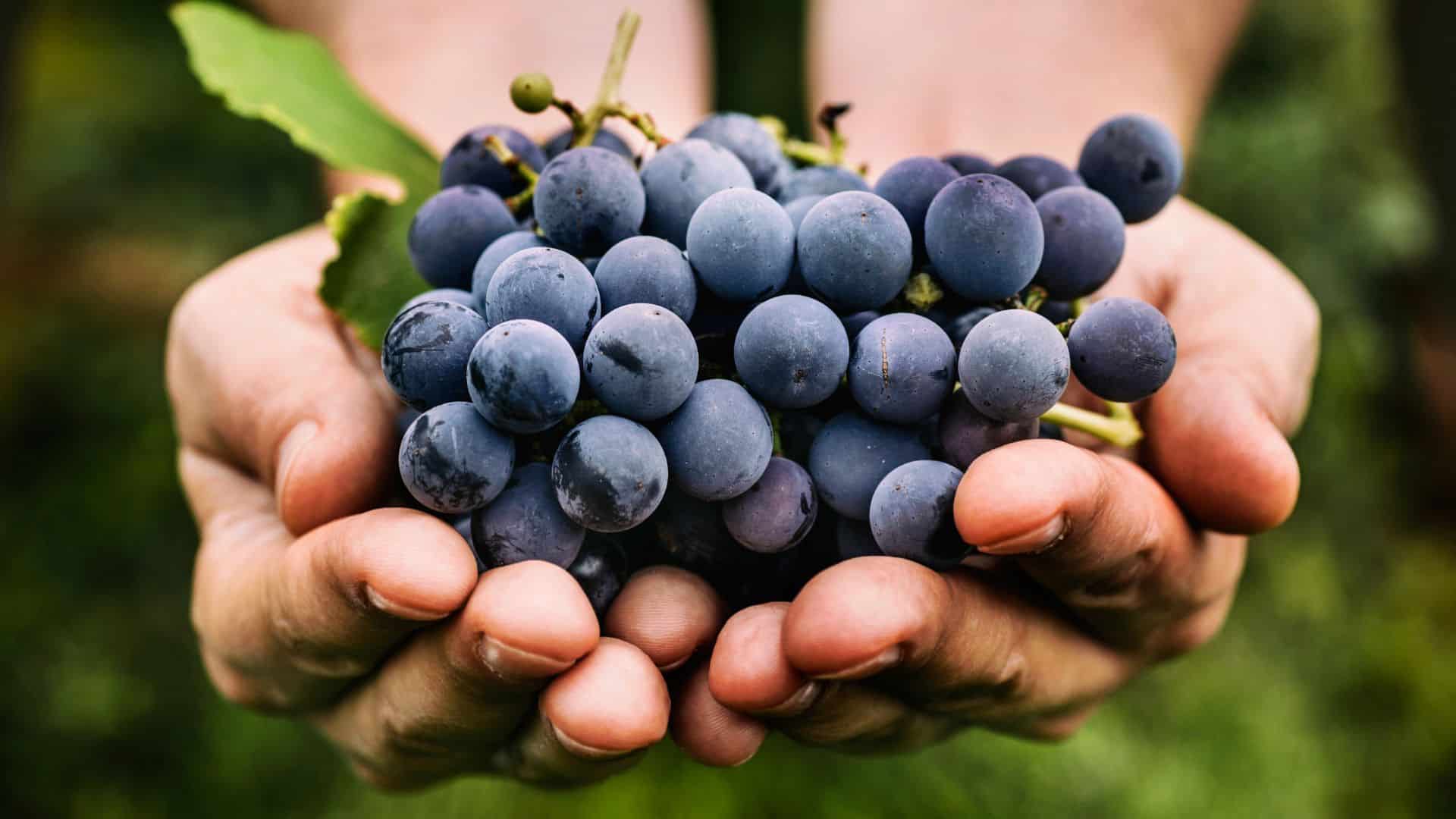 Grapes