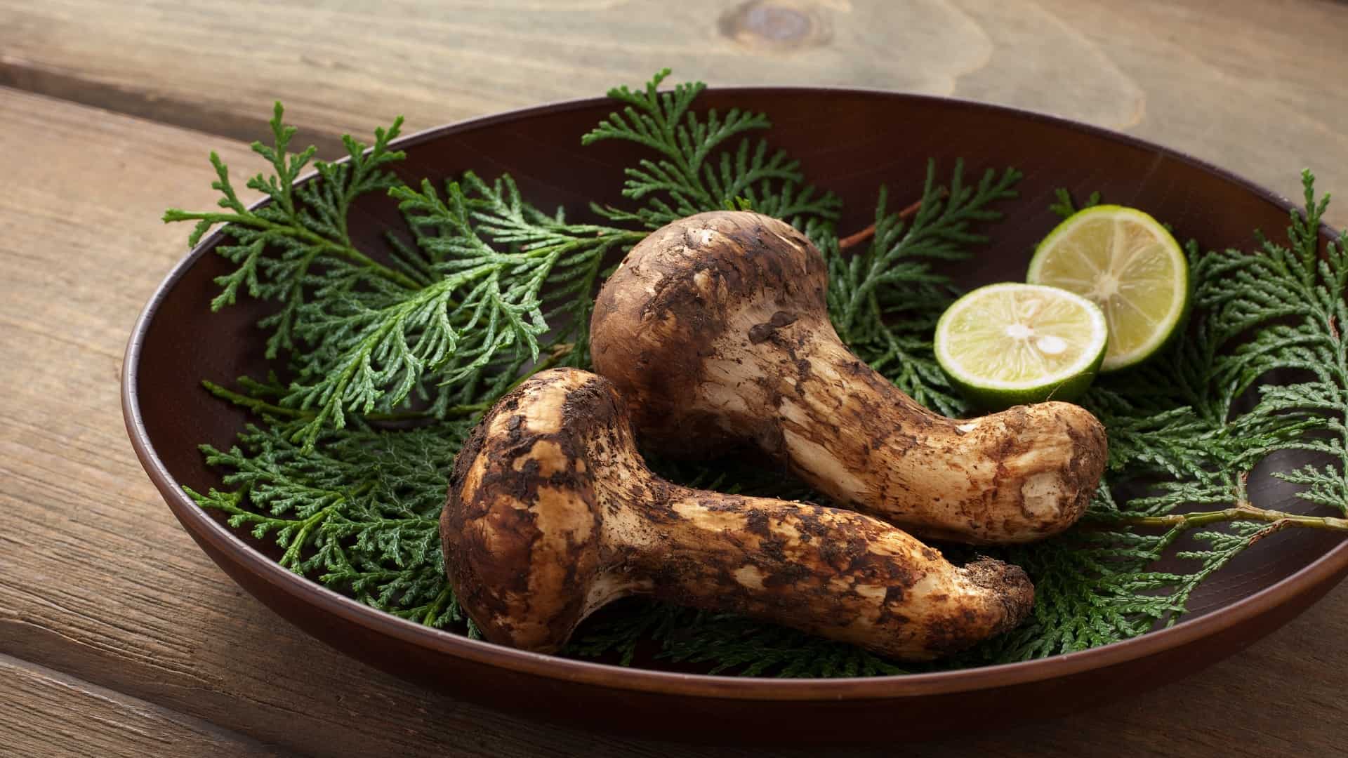 Matsutake Mushrooms on a plate with pine branches