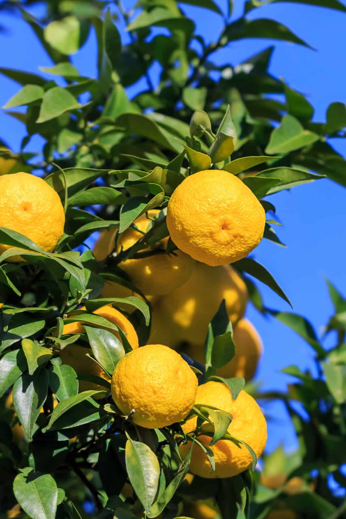 Uwajipedia, Learn More About Yuzu Citrus Fruit