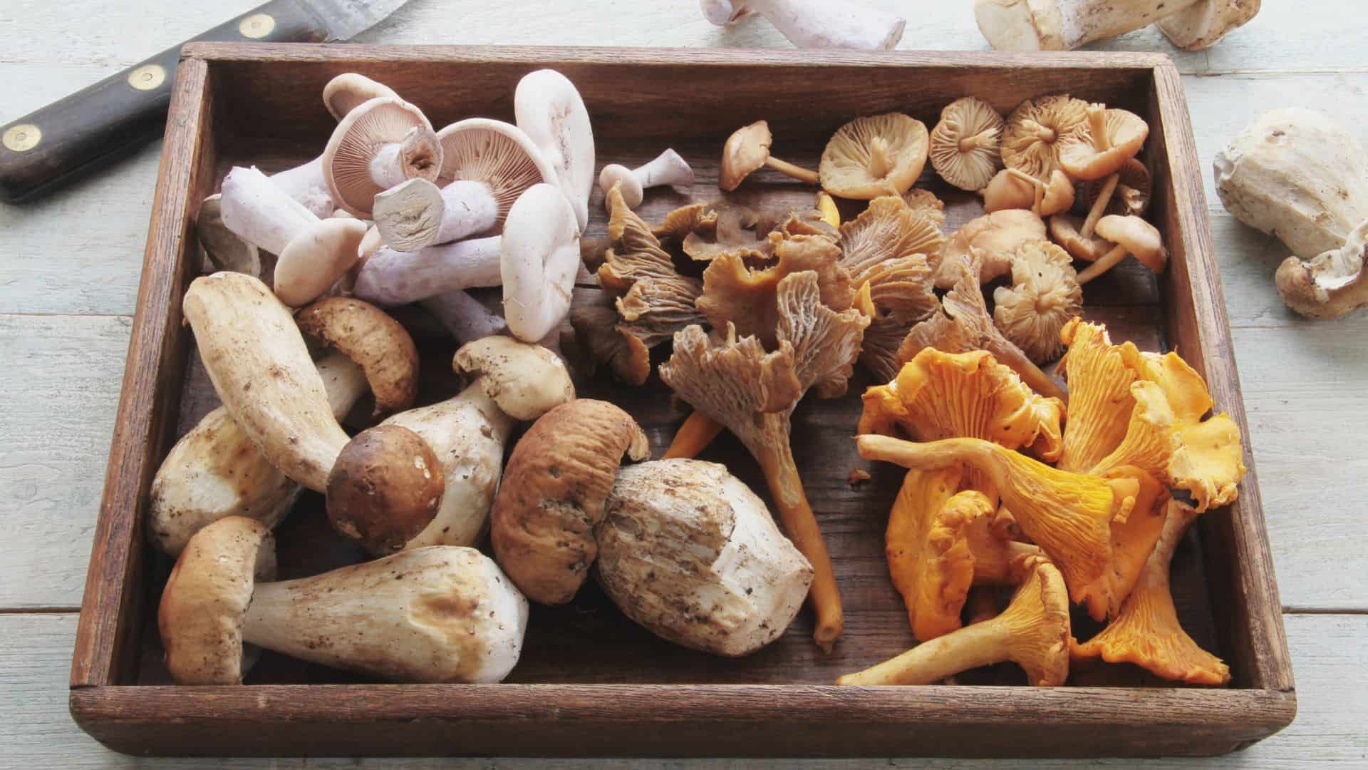 Mushrooms
