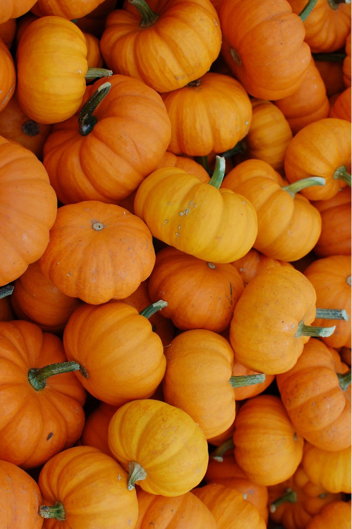 Pumpkins. 