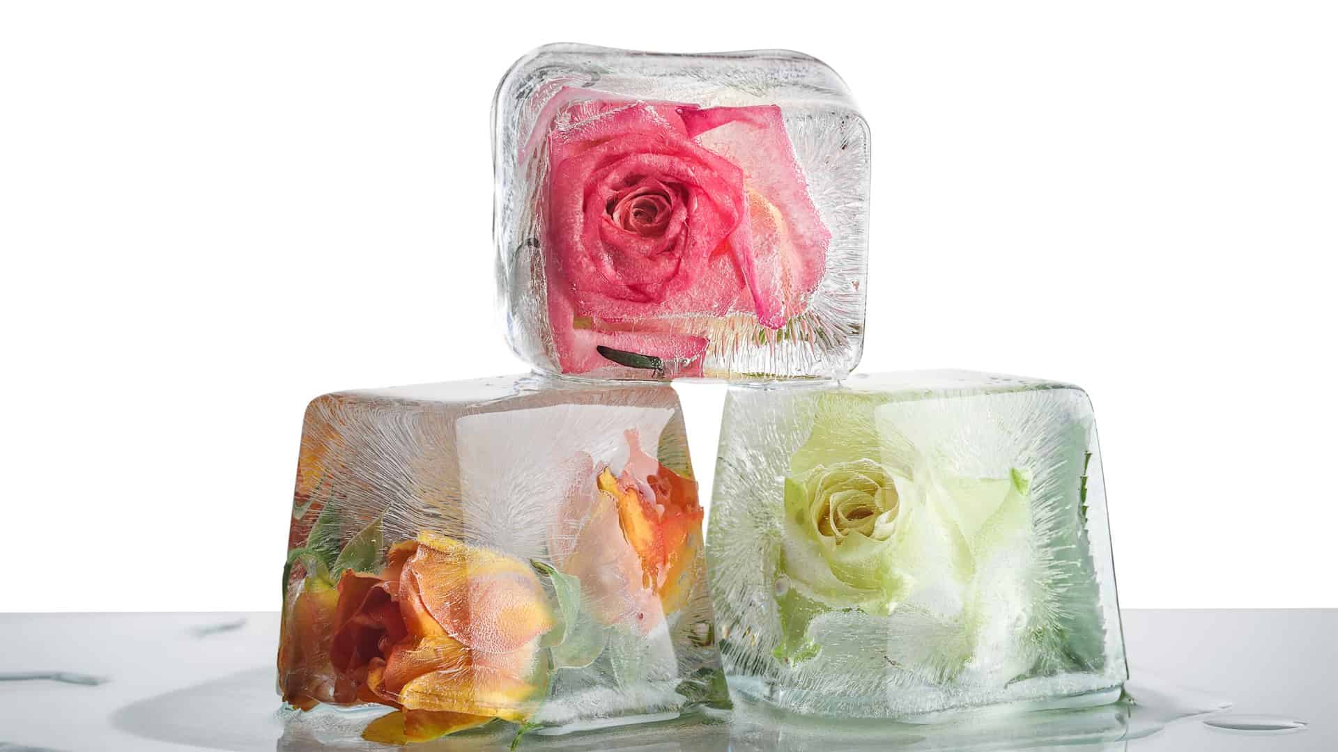 roses frozen inside ice