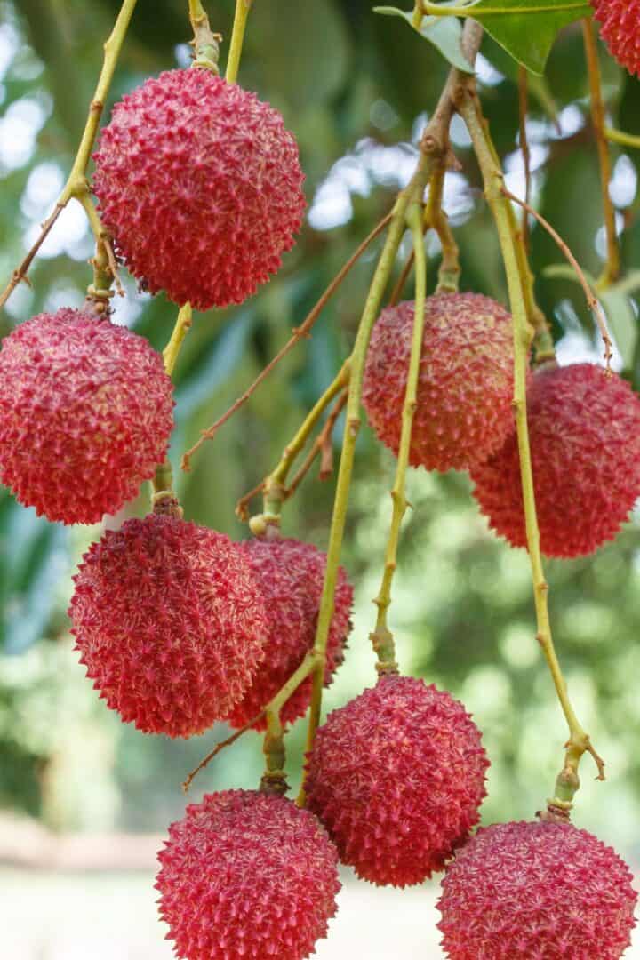 What is Lychee Fruit & What Does it Taste Like (Ultimate Guide