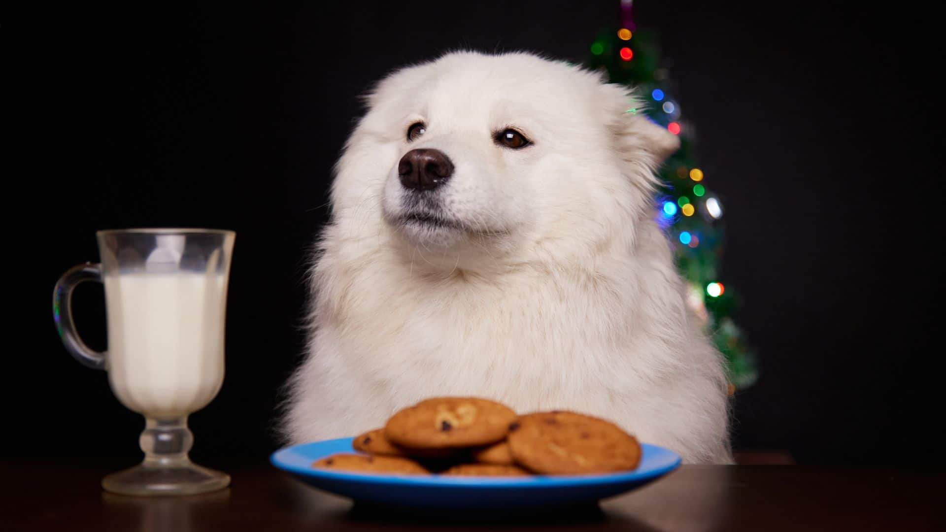 Dog eating cookies.