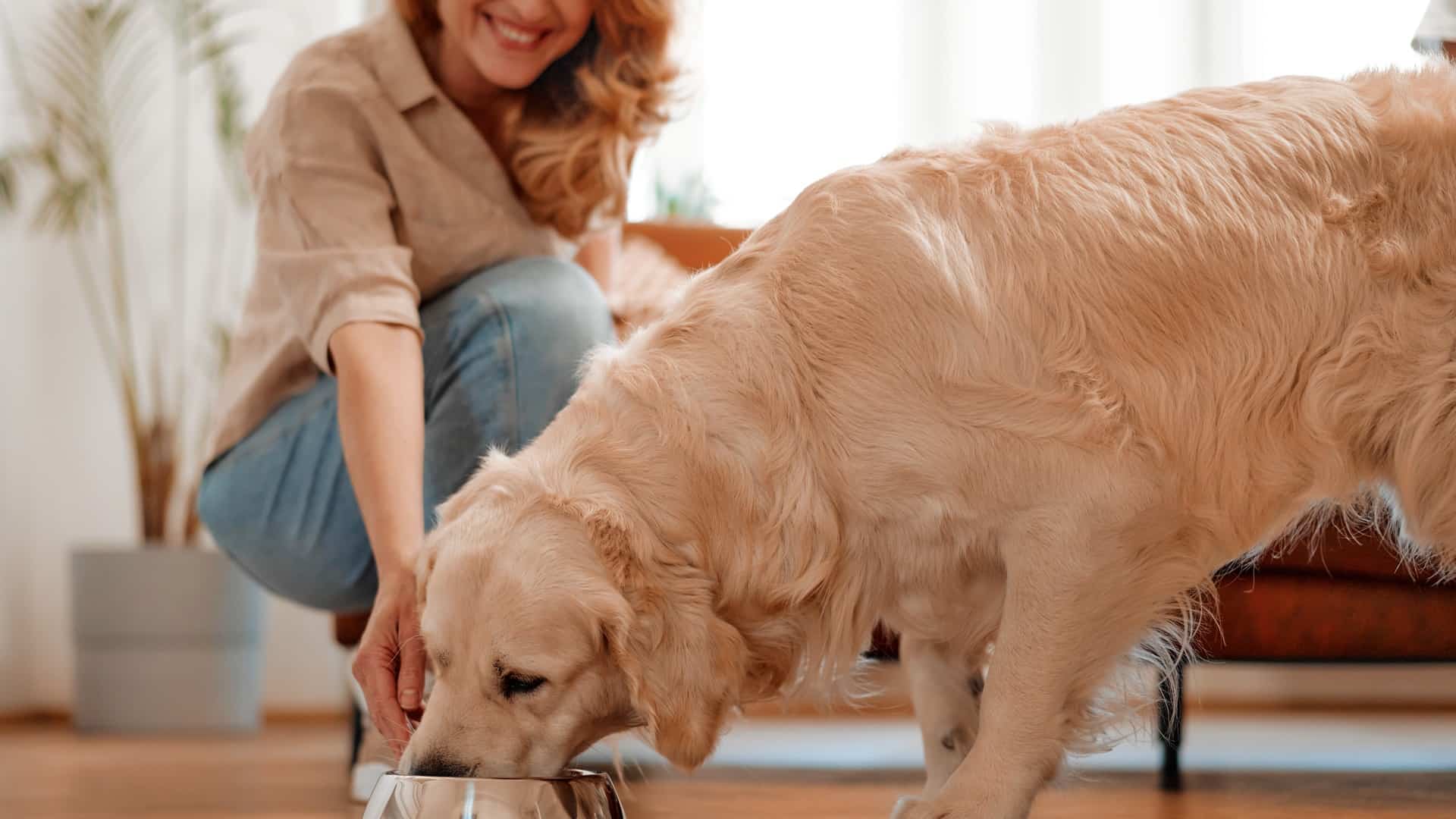 woman feeding golden retriever