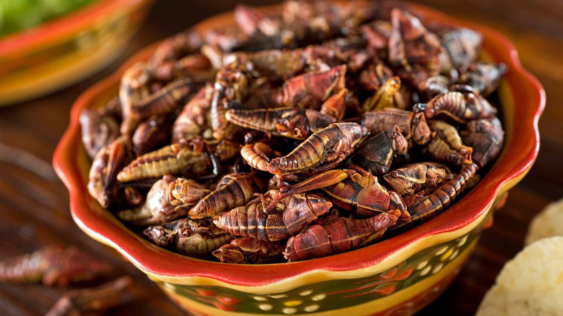 Chapulines grasshoppers in a bowl