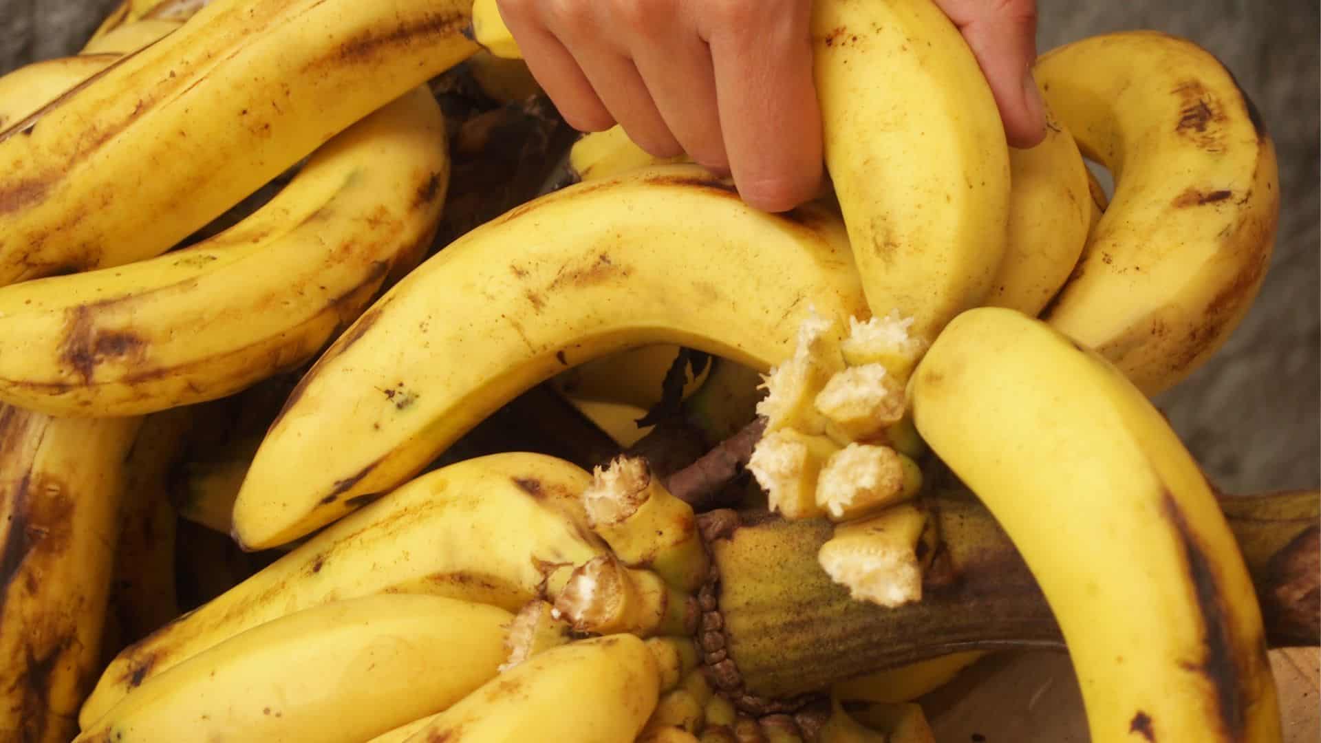 Bananas