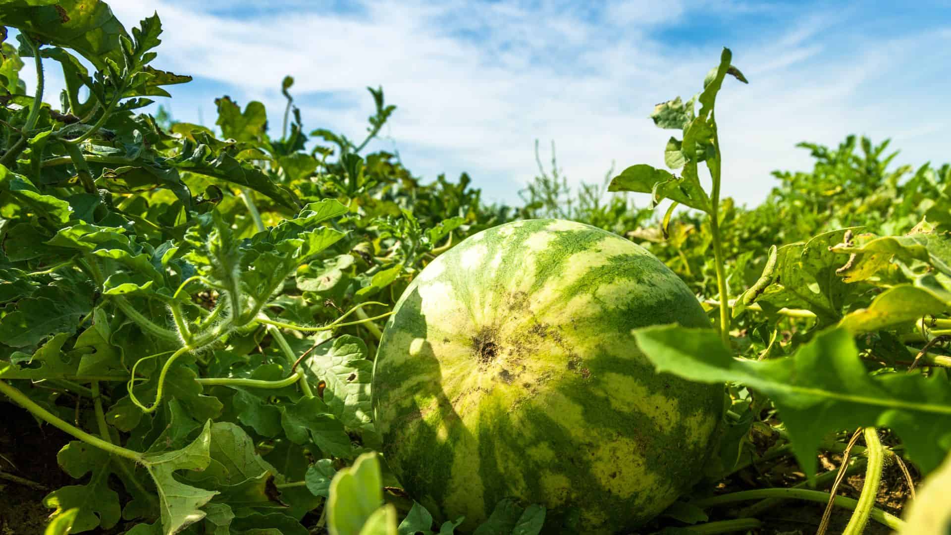 watermelon