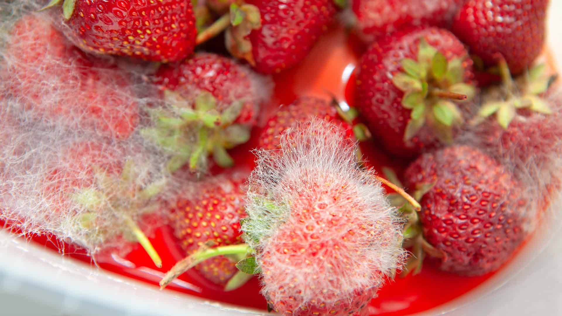 bowl of strawberries growing mold