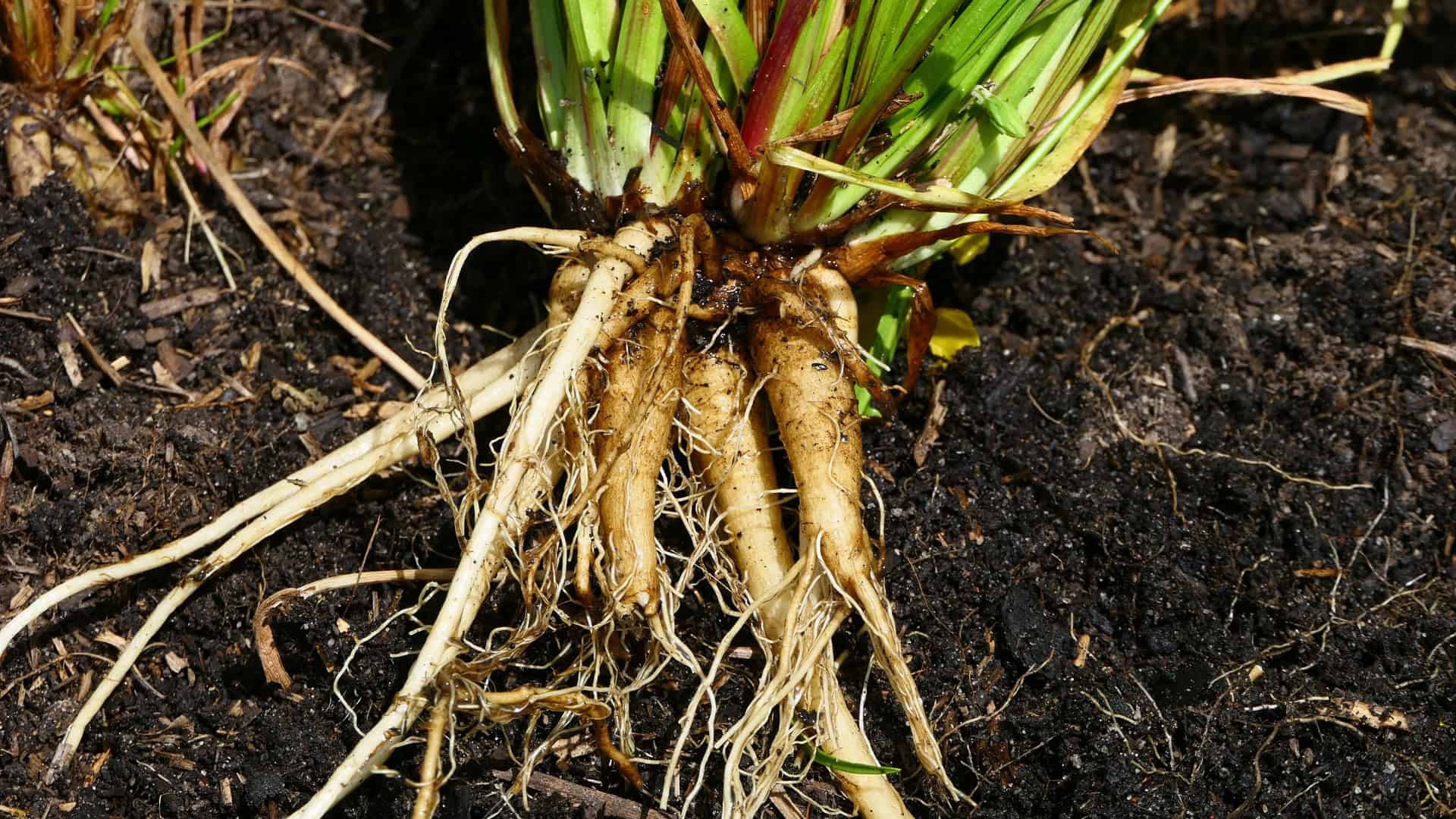 wild murnong root vegetable