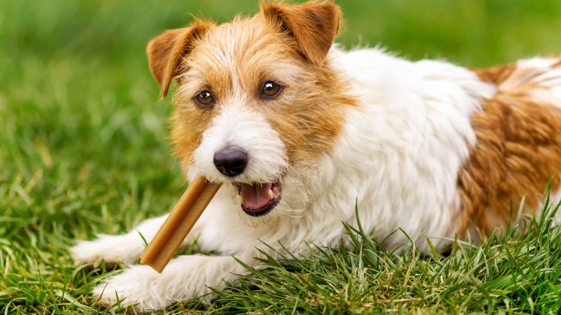 dog eating.