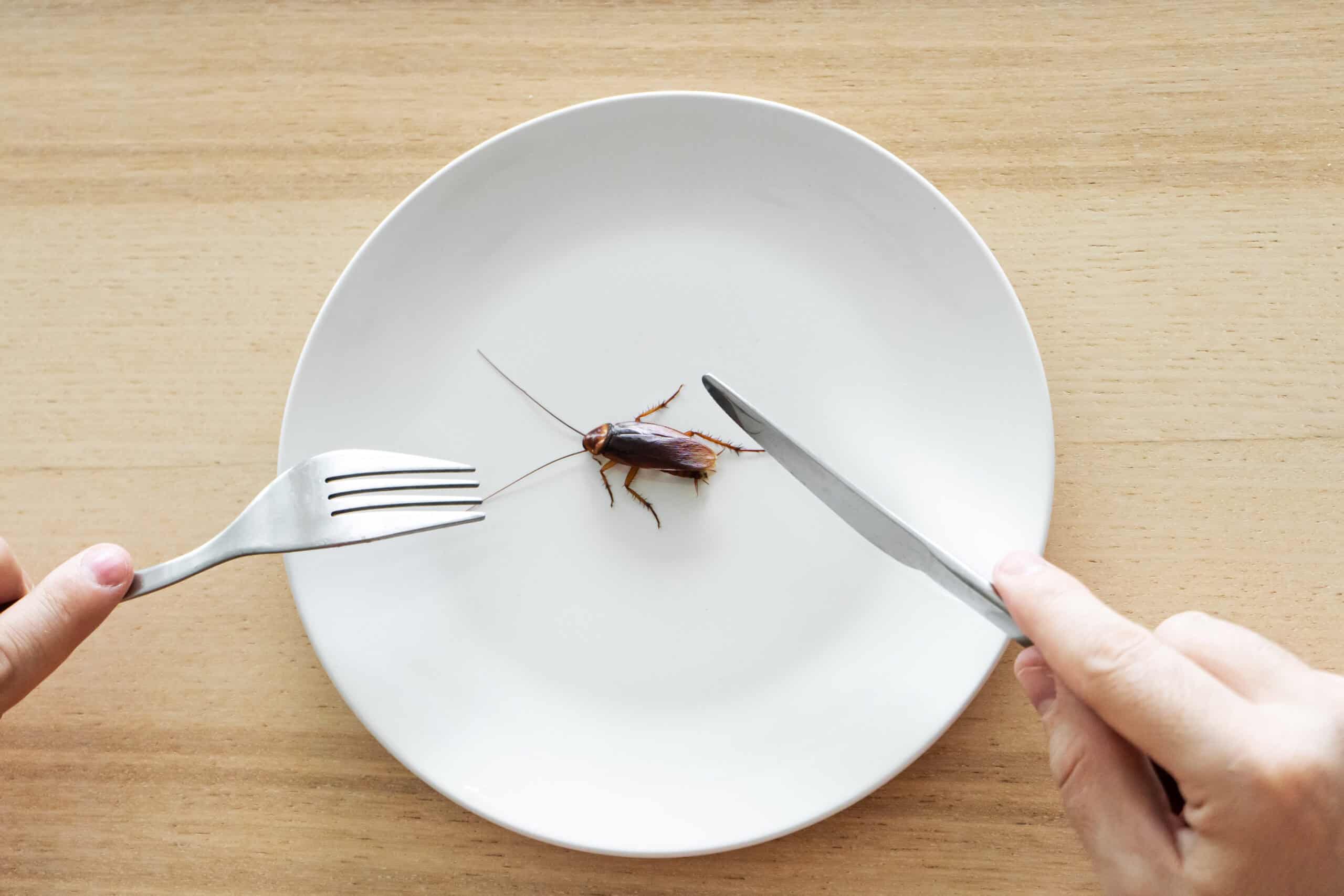 Single cockroach on a plate with a fork and knife