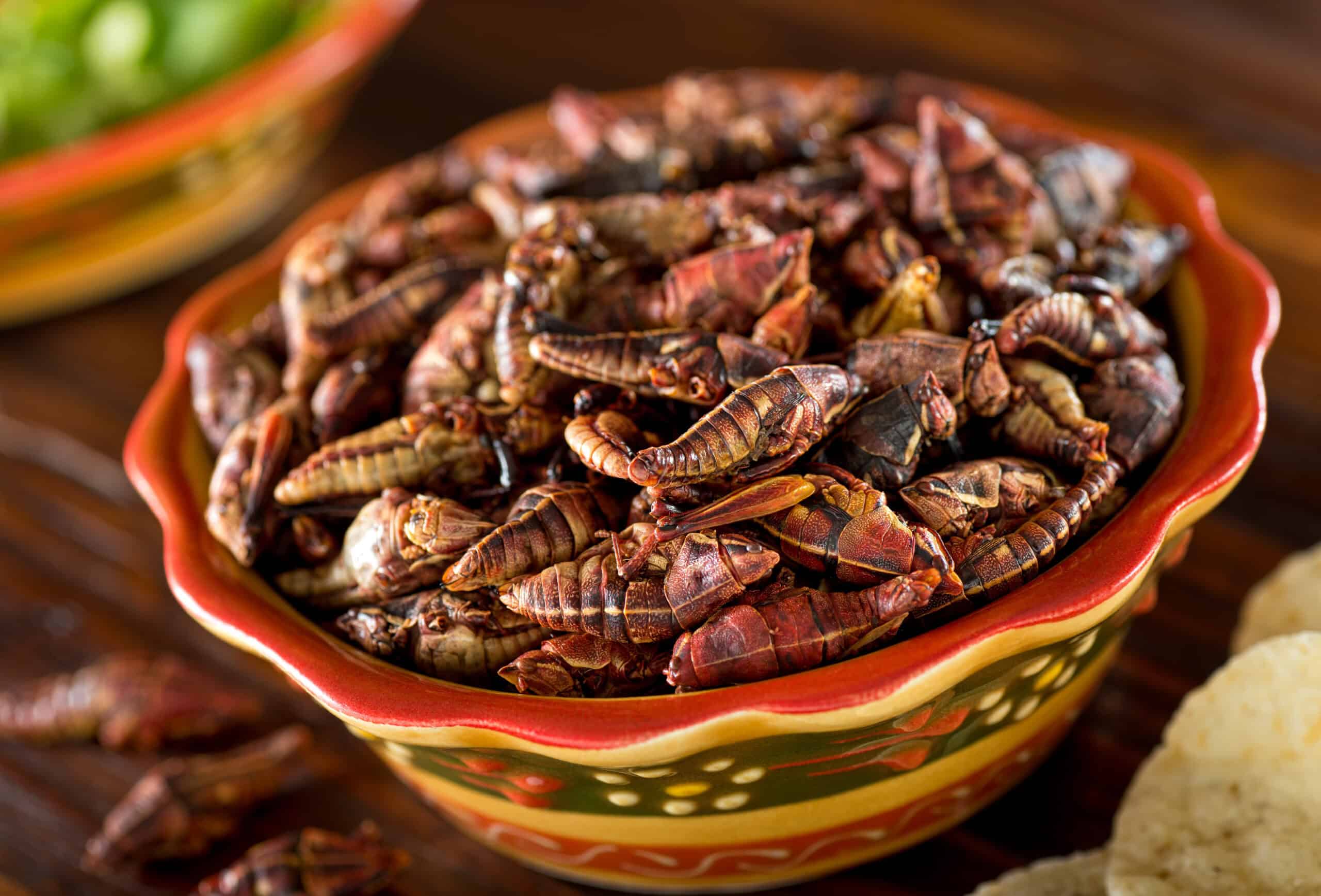 Bowl of grasshoppers to eat as an appetizer