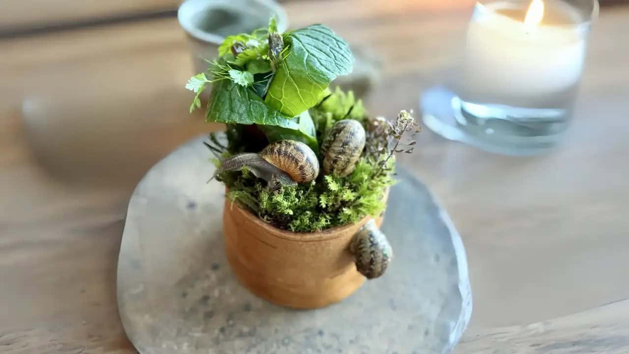 live snail salad from Noma restaurant in Copenhagen