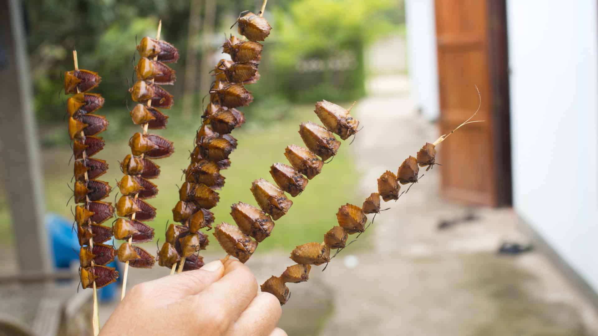 stink bug skewers as a snack