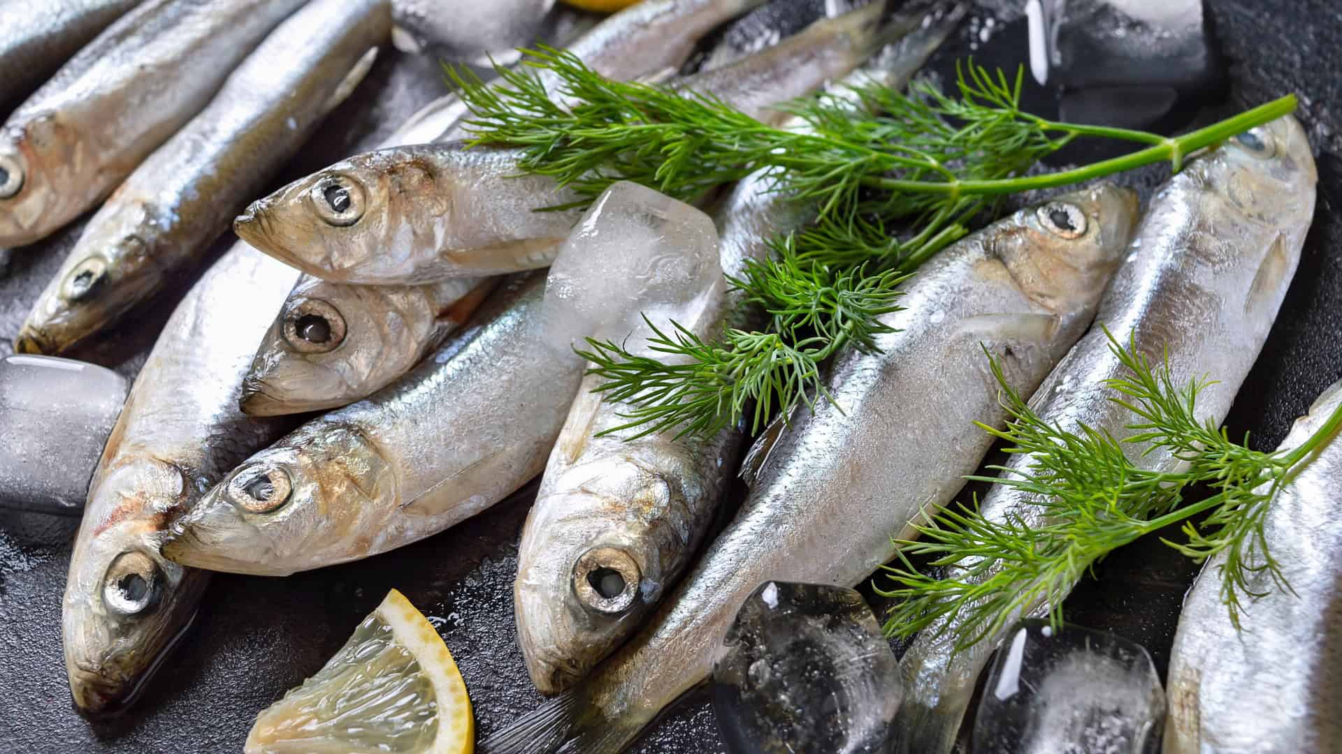 freshly caught baltic herring