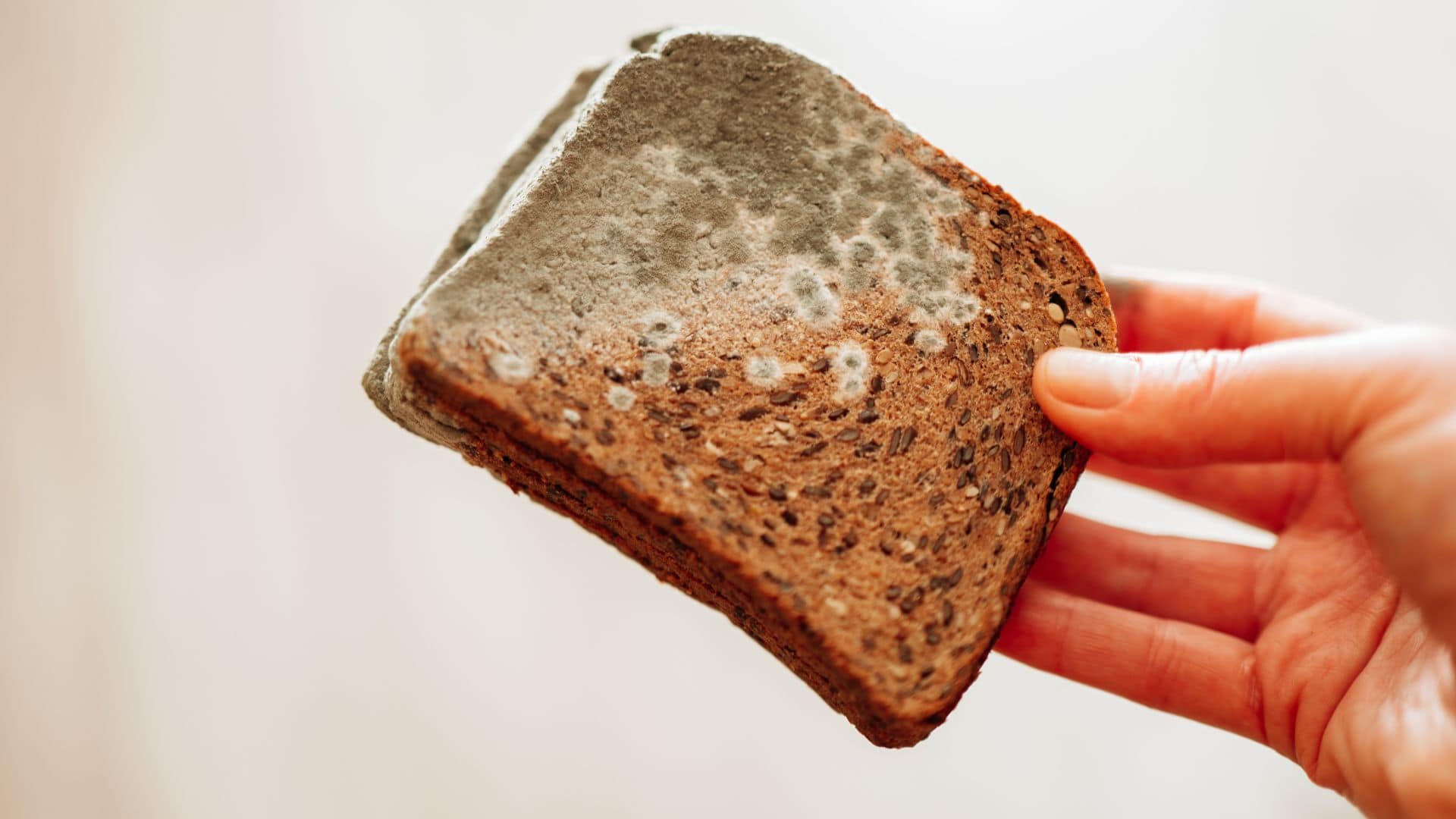 Moldy bread