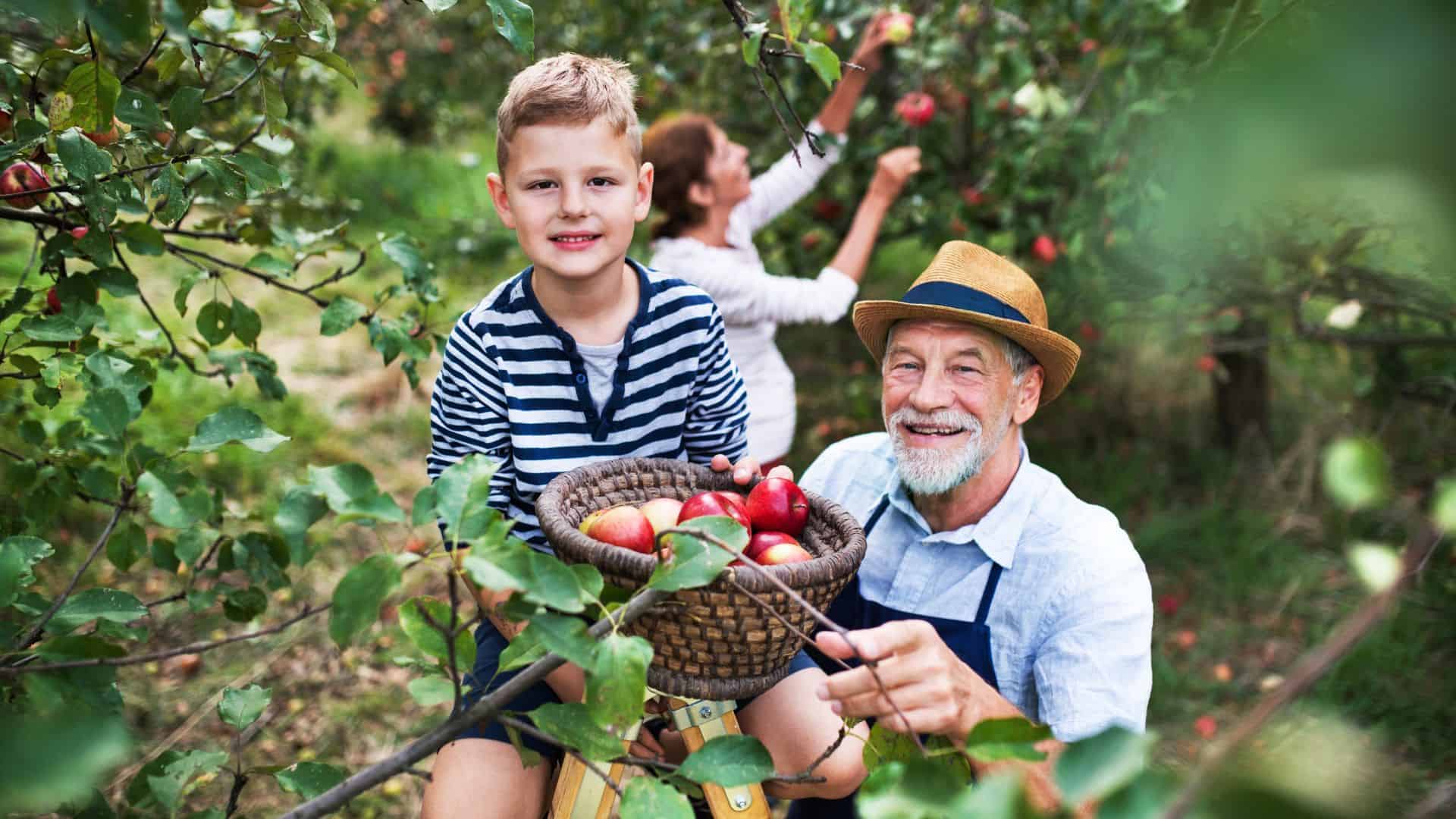 A Small Boy with His Gradparents Picking Apples in Orchard.