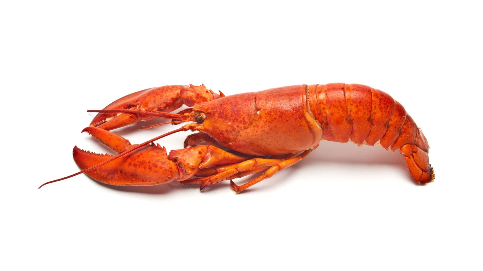Lobster