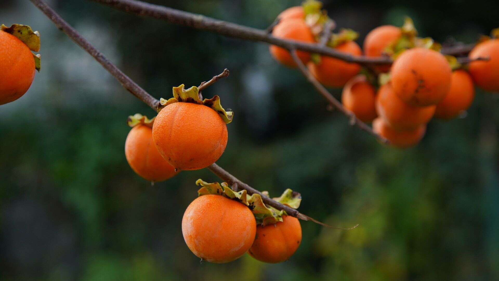 Persimmon Fruits Hanging on a Branch