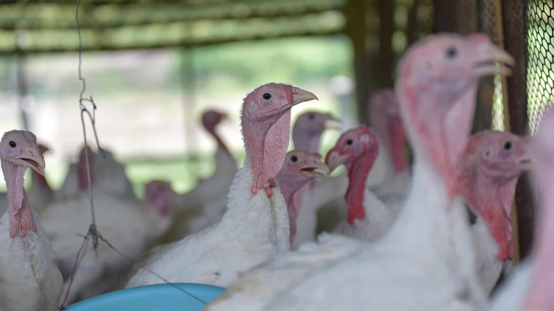 turkey farm