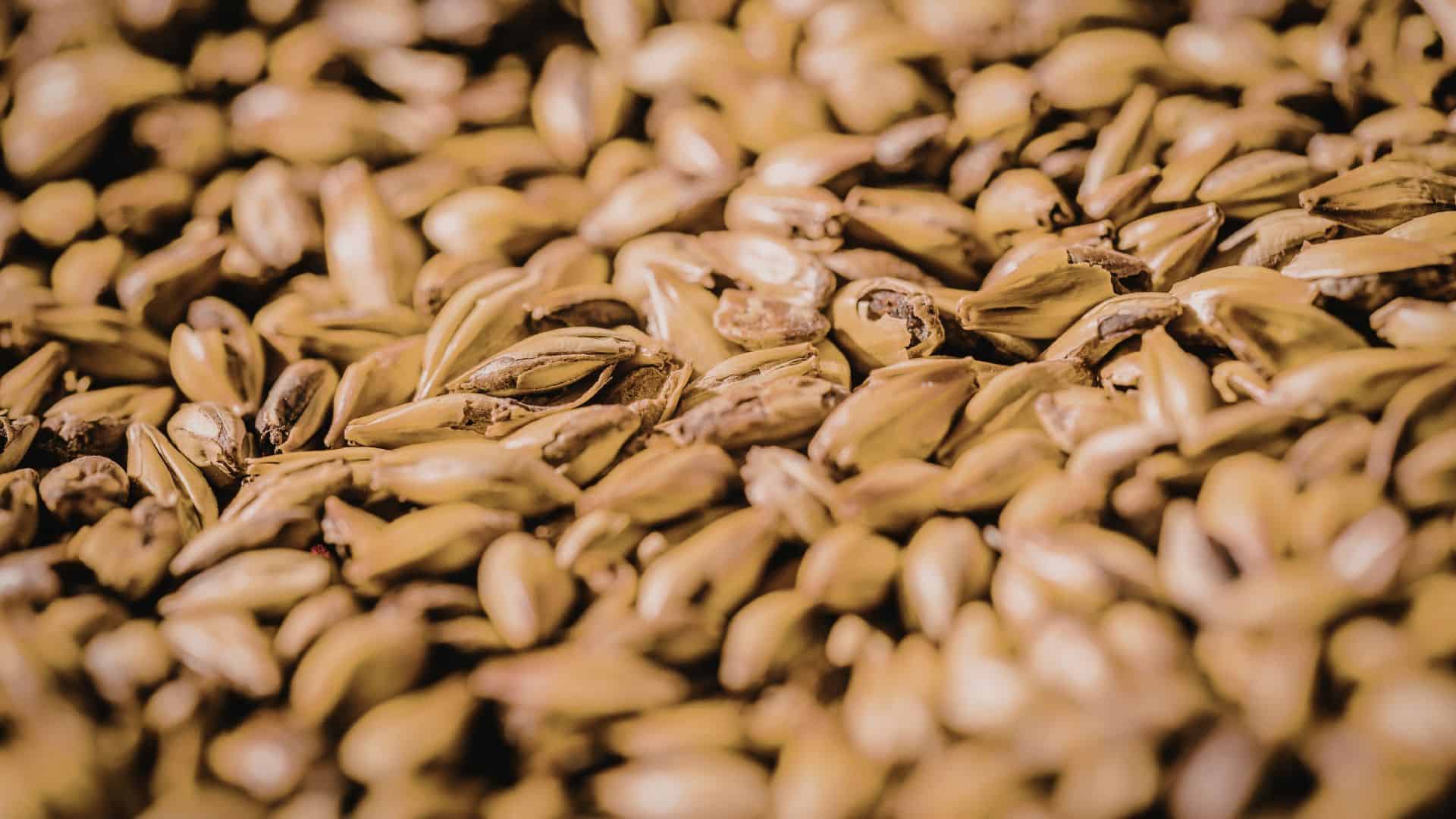 Barley