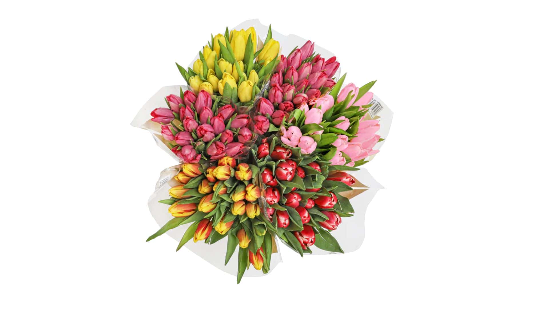 Tulips 20 stem bunch