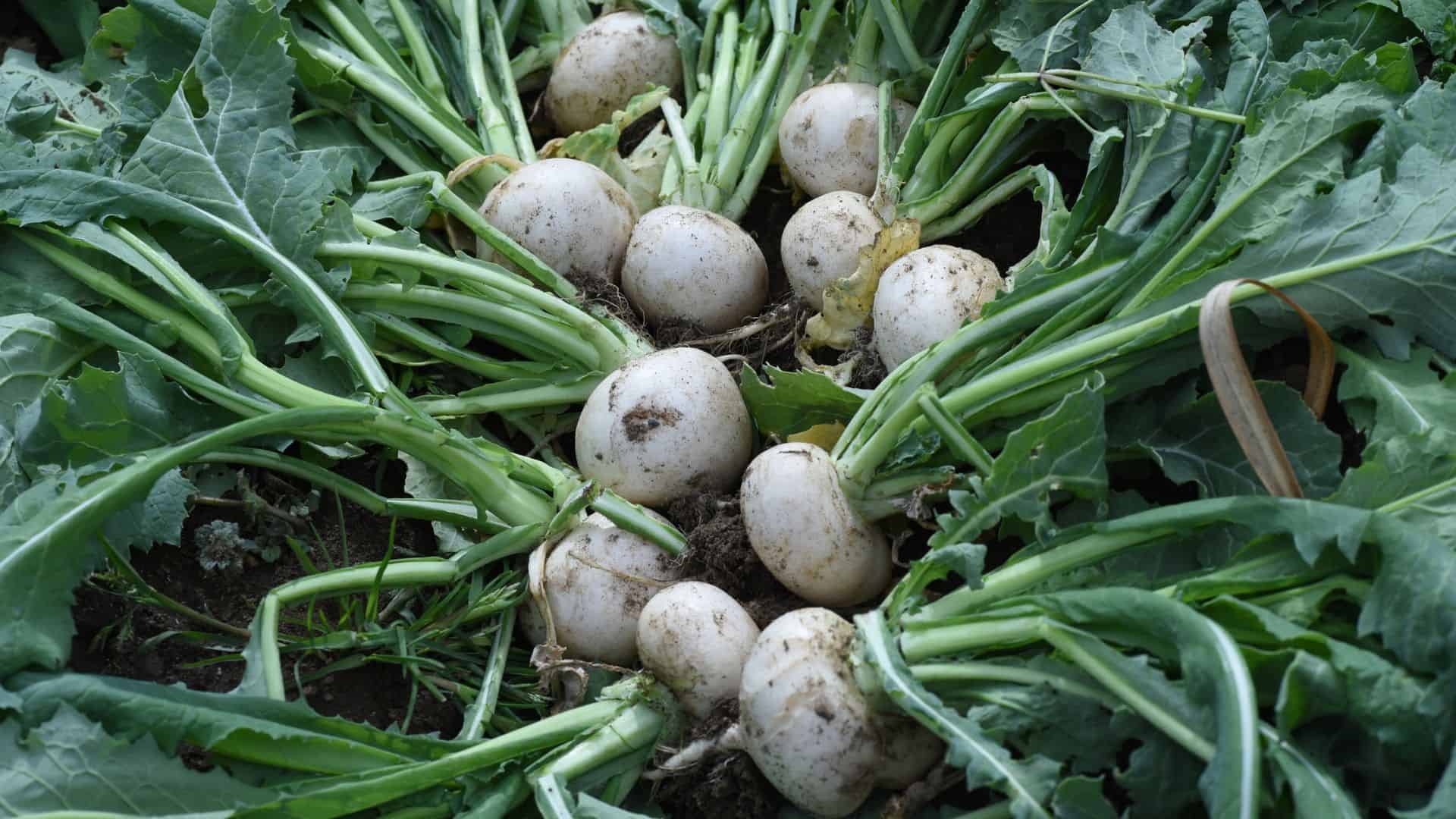 Turnips