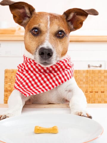 dog at the table