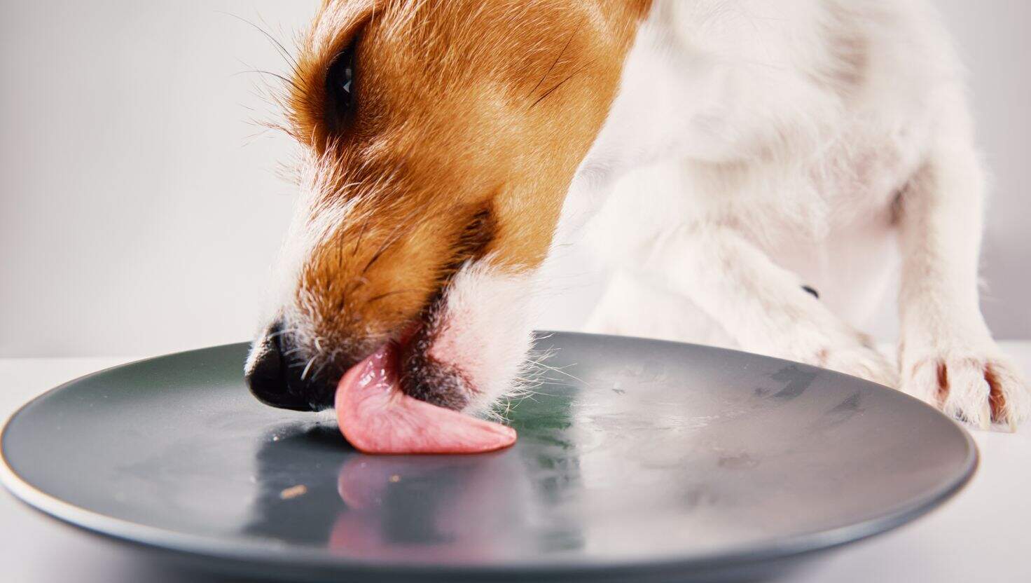 dog licking plate