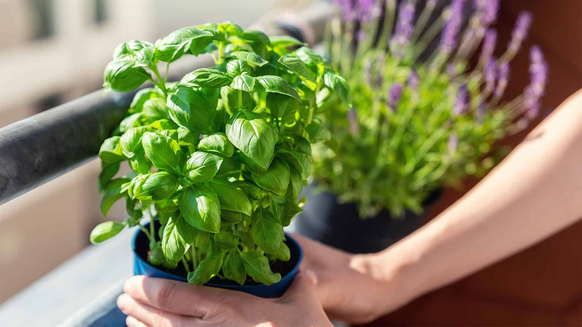Basil plant in the window.