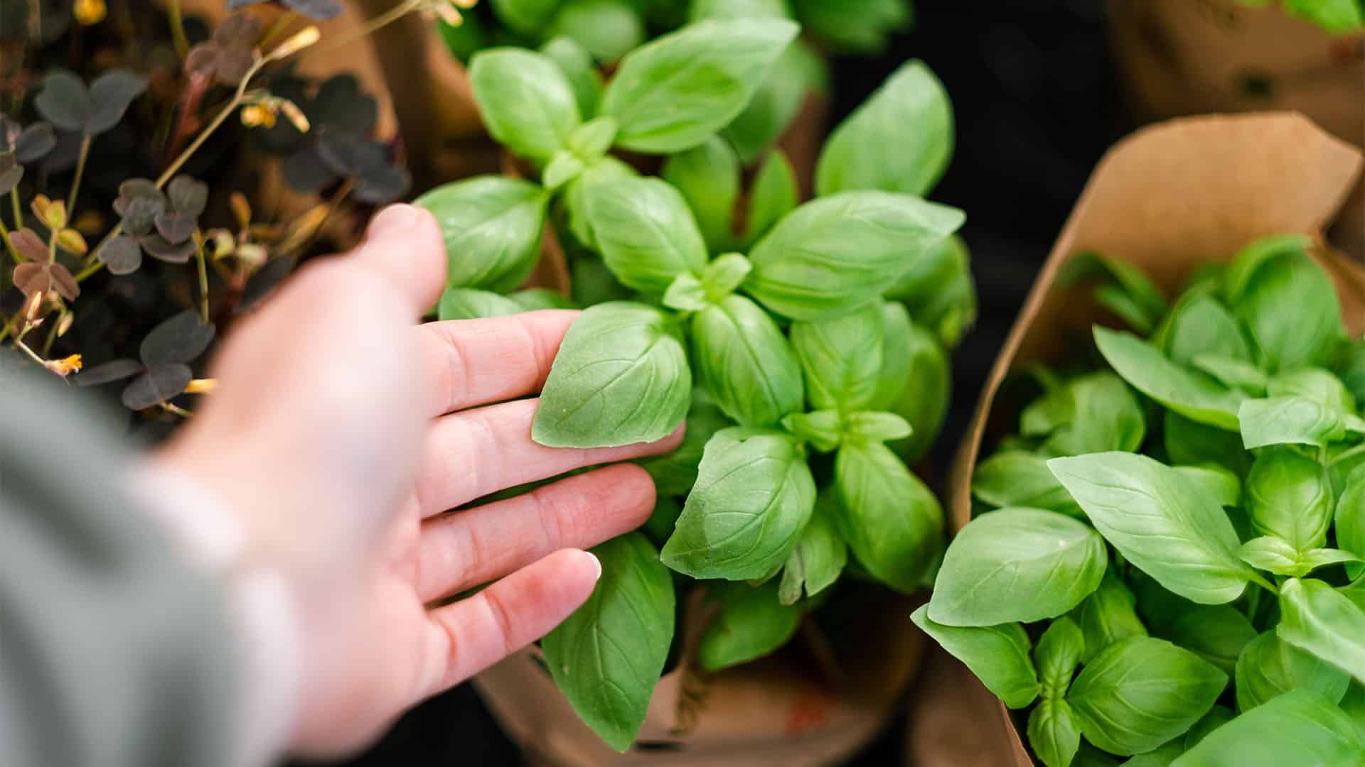 Basil plant