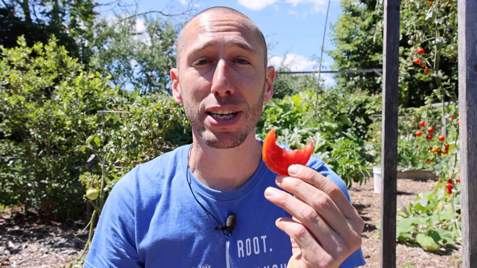 eating grown tomato