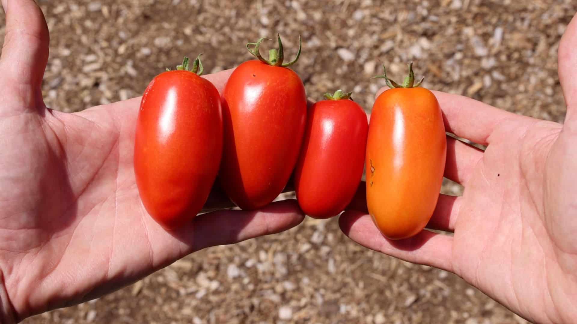 growing tomatoes 